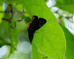 Mooreana trichoneura