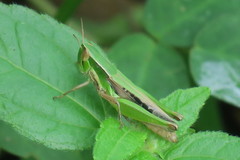 Spathosternum prasiniferum