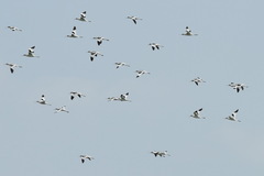 Recurvirostra avosetta