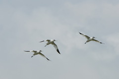 Recurvirostra avosetta