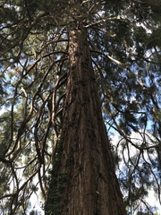 Cryptomeria japonica
