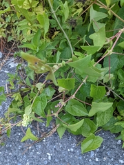 Persicaria perfoliata
