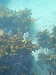 Dicotylichthys punctulatus