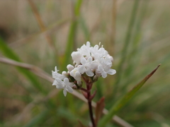 Valeriana officinalis