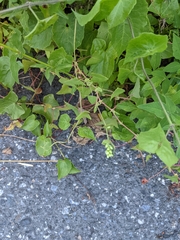 Persicaria perfoliata