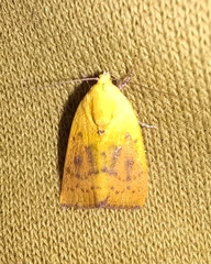 Earias