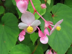 Begonia grandis