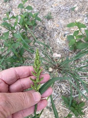 Echinochloa colona