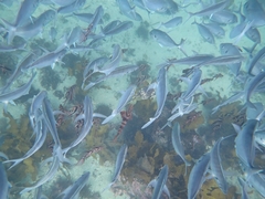 Pseudocaranx georgianus