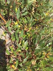 Salix kazbekensis