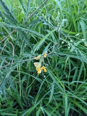 Sesbania cannabina