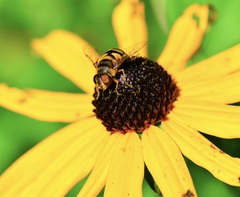 Eristalis transversa