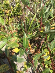 Salix kazbekensis