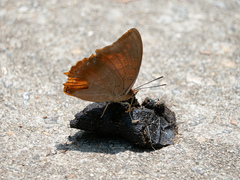 Charaxes bernardus