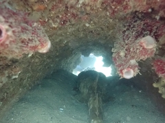 Orectolobus maculatus