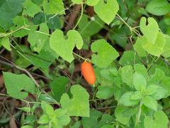 Zehneria japonica