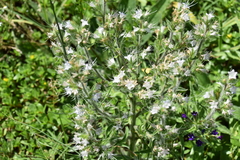 Echium italicum