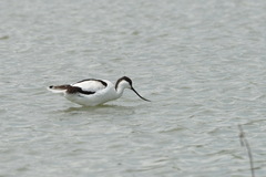 Recurvirostra avosetta