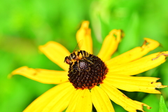 Eristalis transversa