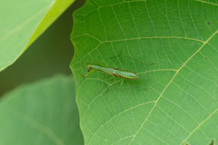 Odontomantis
