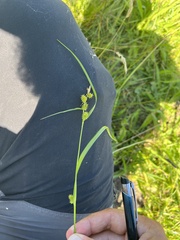 Carex viridula