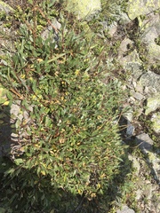 Salix kazbekensis