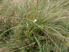 Valeriana officinalis