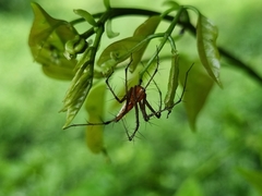 Oxyopes shweta