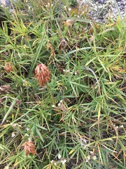 Trifolium polyphyllum