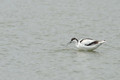 Recurvirostra avosetta