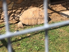 Centrochelys sulcata