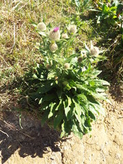 Centaurea nervosa
