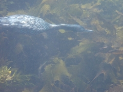 Phalacrocorax sulcirostris