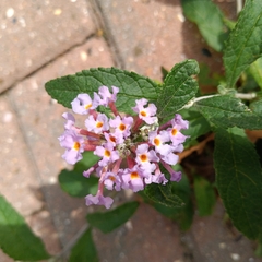 Buddleja davidii