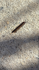 Asiomorpha coarctata