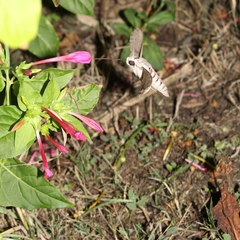 Agrius convolvuli