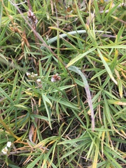 Trifolium polyphyllum