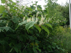 Reynoutria × bohemica