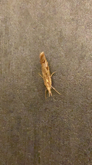 Agriphila geniculea