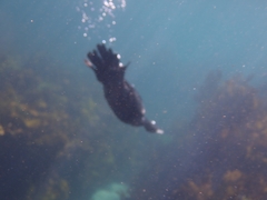 Phalacrocorax sulcirostris