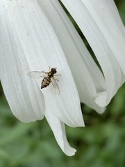 Toxomerus occidentalis