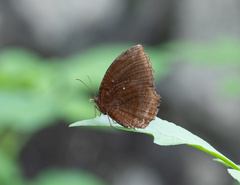 Elymnias hypermnestra