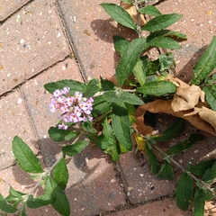 Buddleja davidii