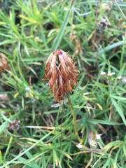 Trifolium polyphyllum