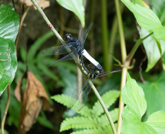 Orthetrum triangulare