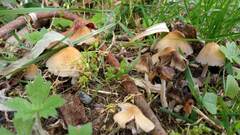 Coprinellus truncorum