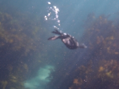 Phalacrocorax sulcirostris