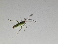 Trigonotylus
