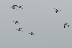 Recurvirostra avosetta