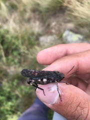 Psophus stridulus